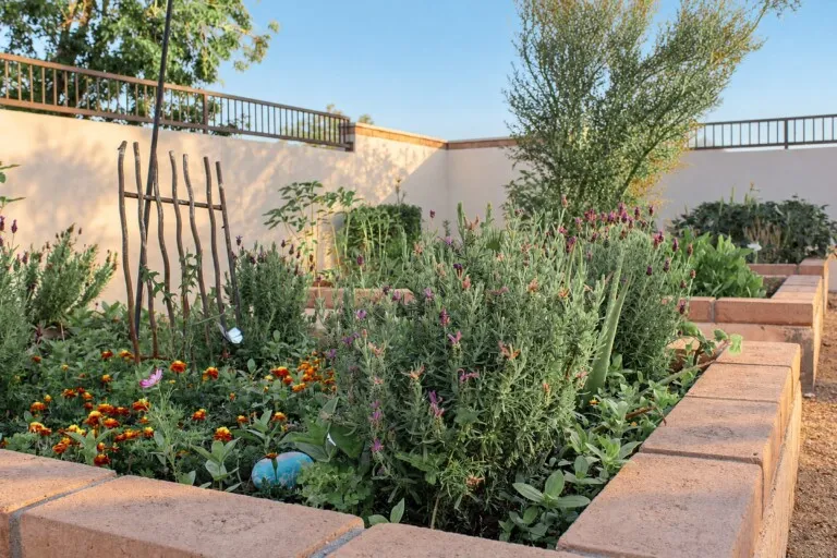 Raised garden beds at Barton House