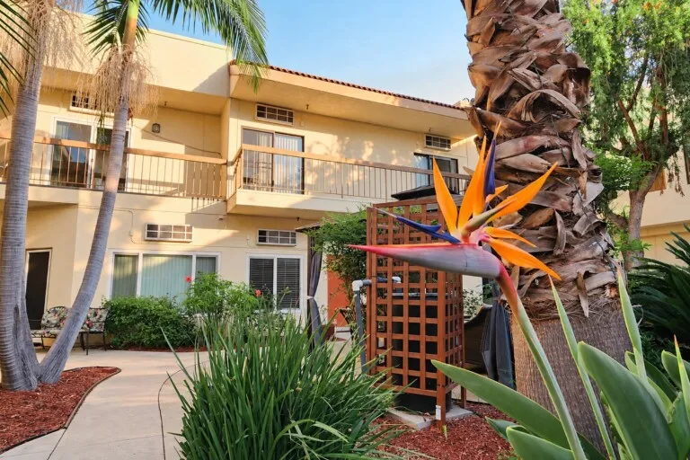 Courtyard bird of paradise at Novellus Clairemont
