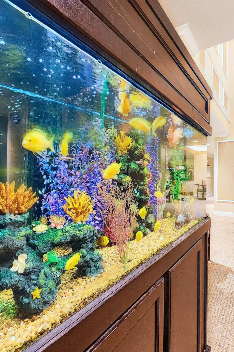 Aquarium at Tarina of Cypresswood